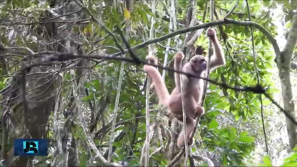 Mata Atlântica demonstra sinais de recuperação em SP, segundo mapeamento da Fundação Florestal