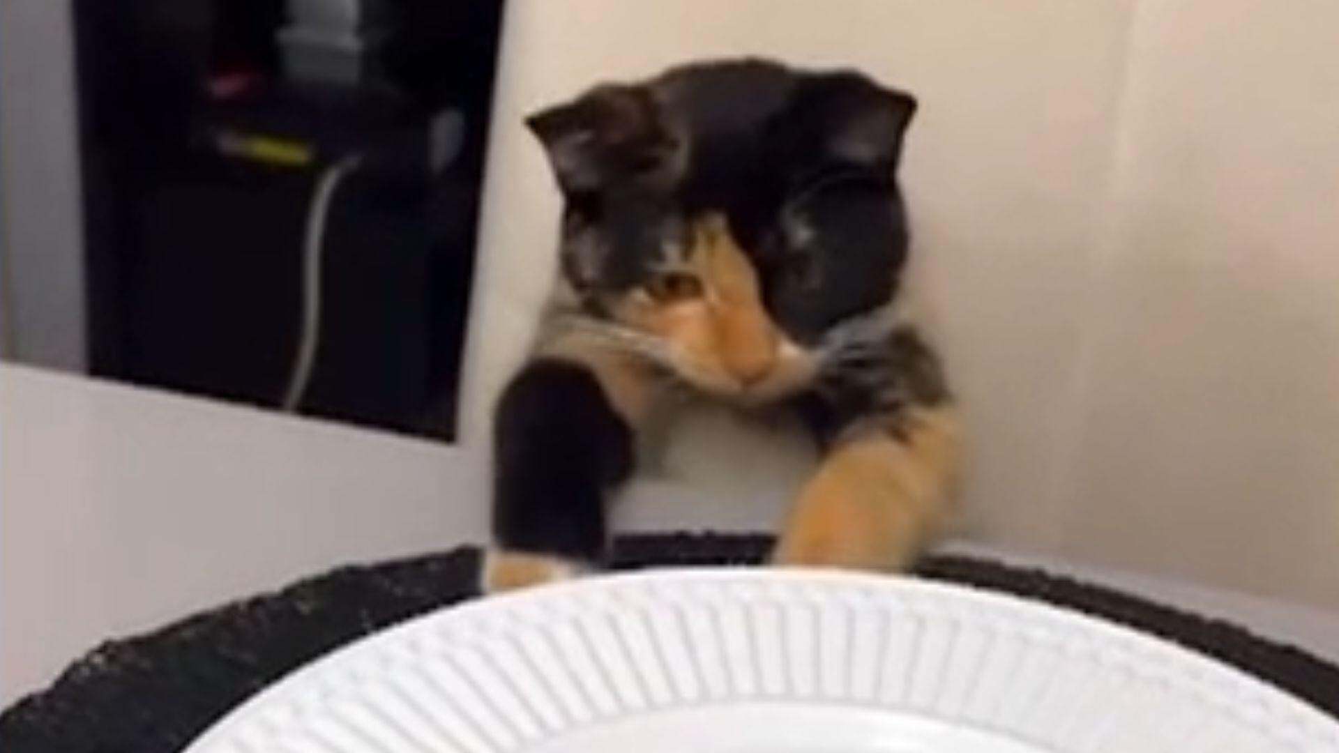 Gatinha ignora bronca do tutor ao brincar com pratos e talheres no jantar