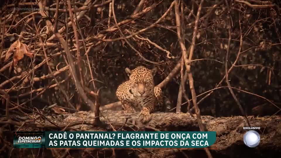 Cadê o Pantanal? Veja o flagrante de onça com as patas queimadas e os impactos da seca
