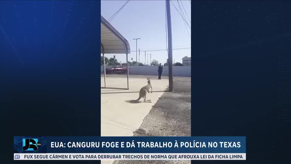 Canguru foge, mobiliza polícia e é capturado após perseguição no Texas