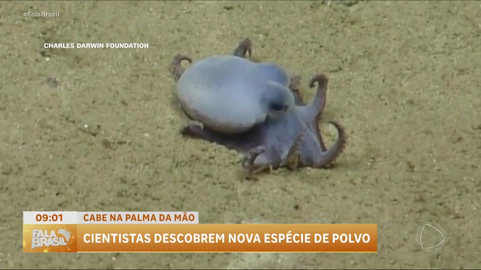 Cientistas descobrem nova espécie de polvo nas ilhas Galápagos, no Equador