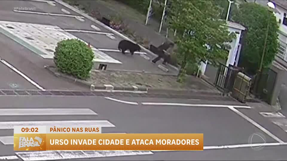 Urso invade cidade do Japão e causa pânico entre moradores