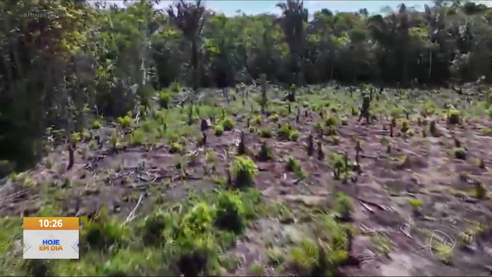 Polígono da Maconha: Nordeste lidera número de plantações ilegais da droga no Brasil