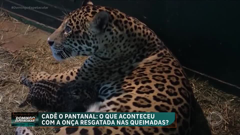 Cadê o Pantanal? Veja o que aconteceu com a onça resgatada nas queimadas
