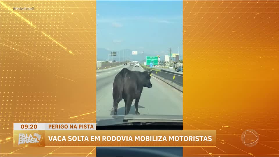 Vaca solta em rodovia causa tensão em Palhoça (SC)