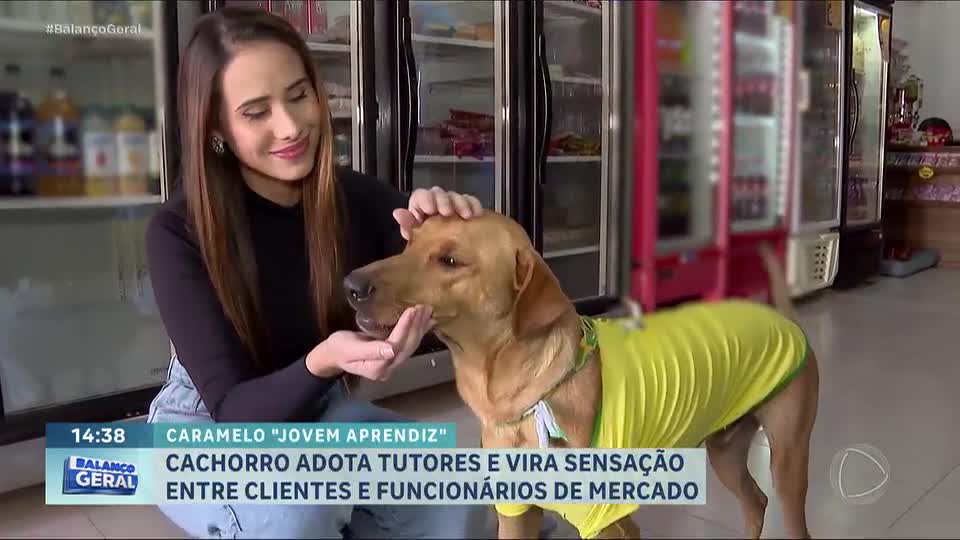 ‘Cachorro CLT’: cão caramelo viraliza ao ajudar funcionários de mercado em São José (SC)