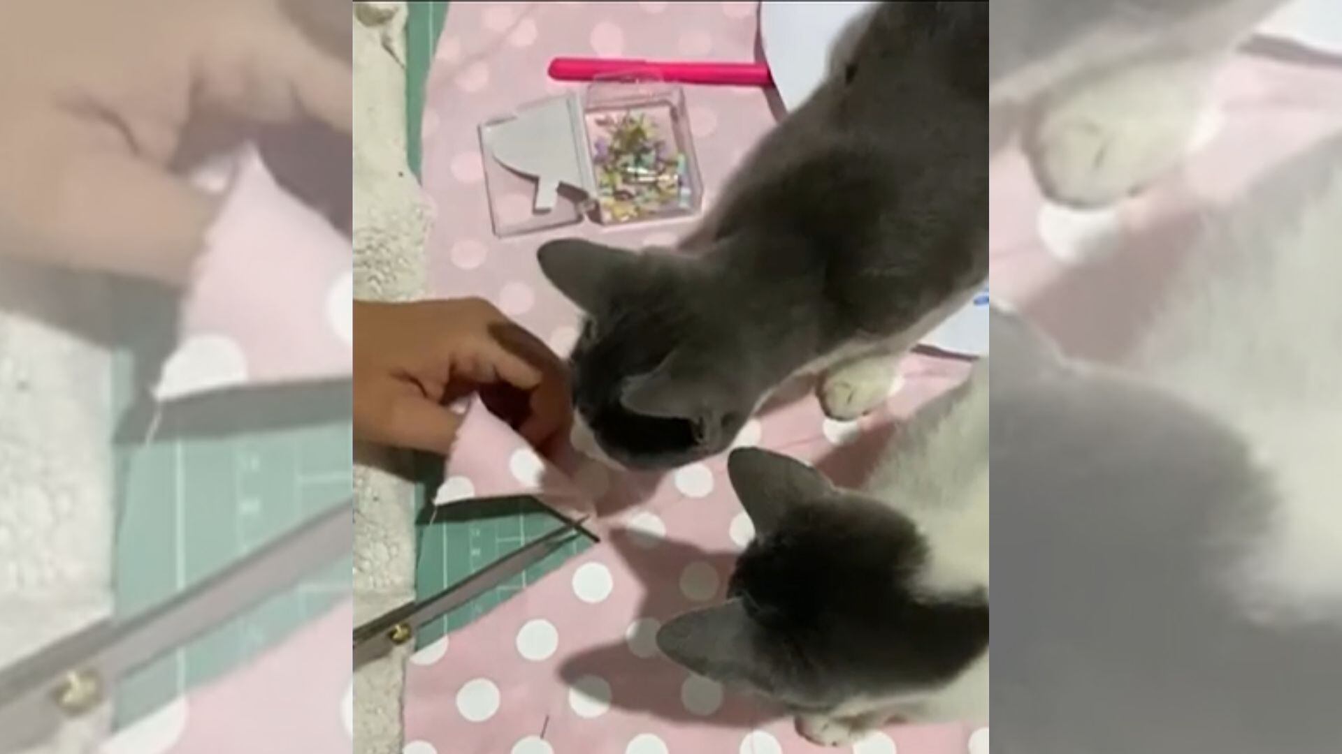 Assista ao 'Soltando os Bichos' deste domingo (7)
