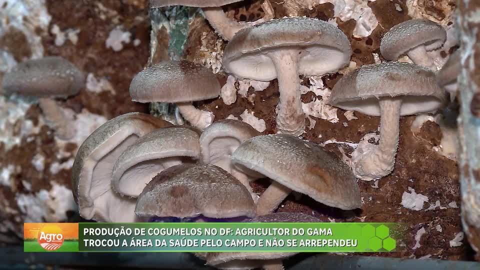 Produção de Cogumelos no DF: agricultor trocou área da saúde pelo campo