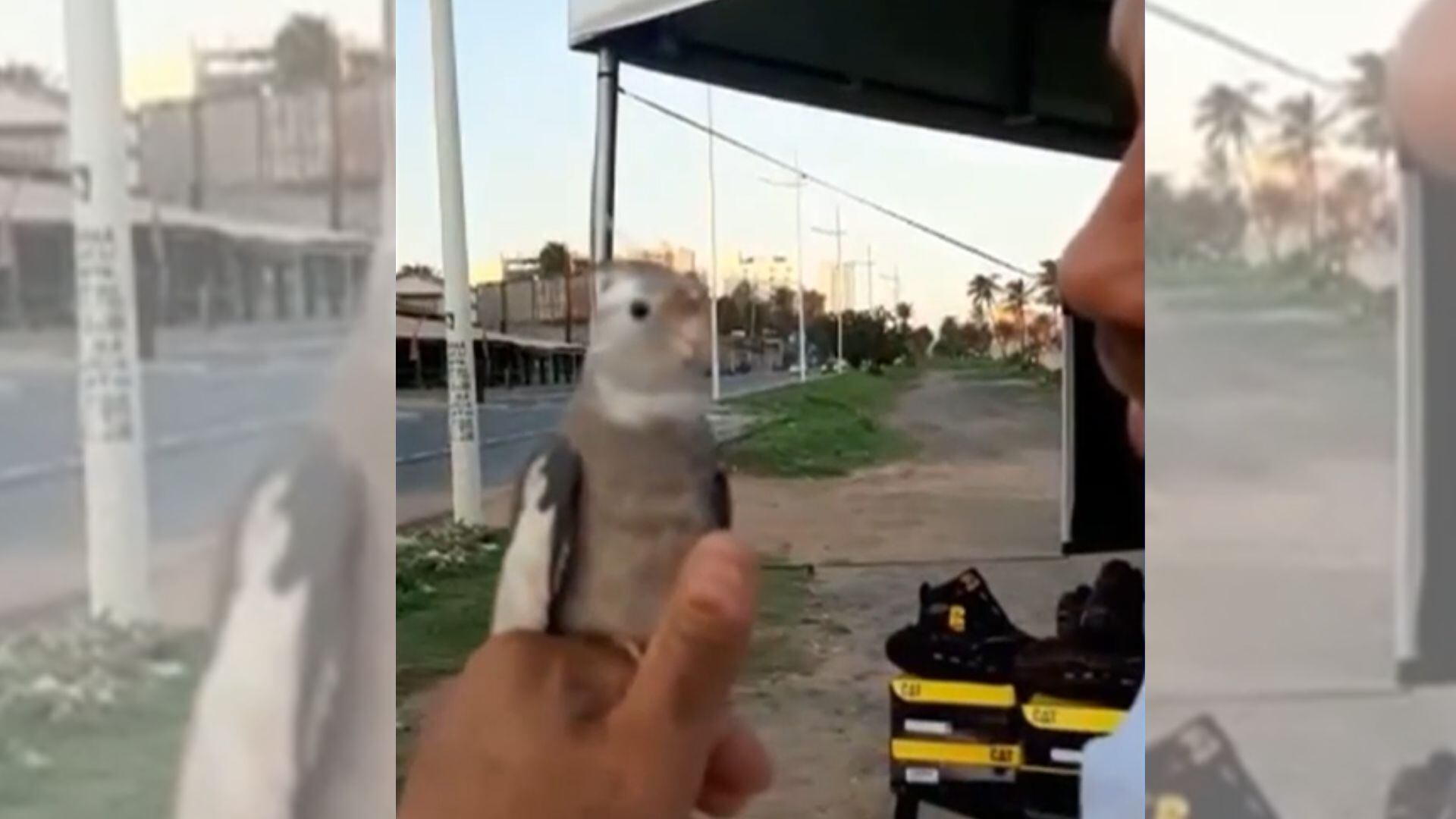 Assista ao 'Soltando os Bichos' deste domingo (14) na íntegra