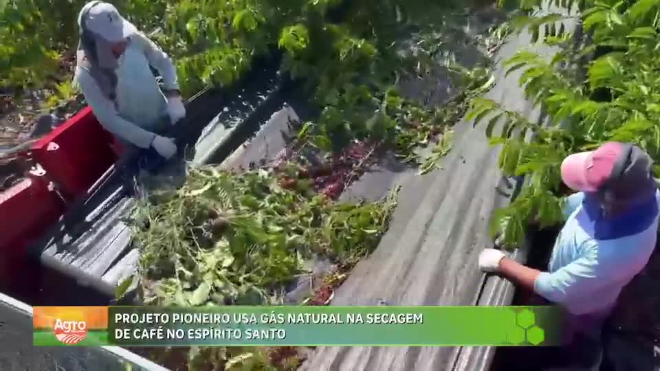 Espírito Santo testa gás natural na secagem do café conilon