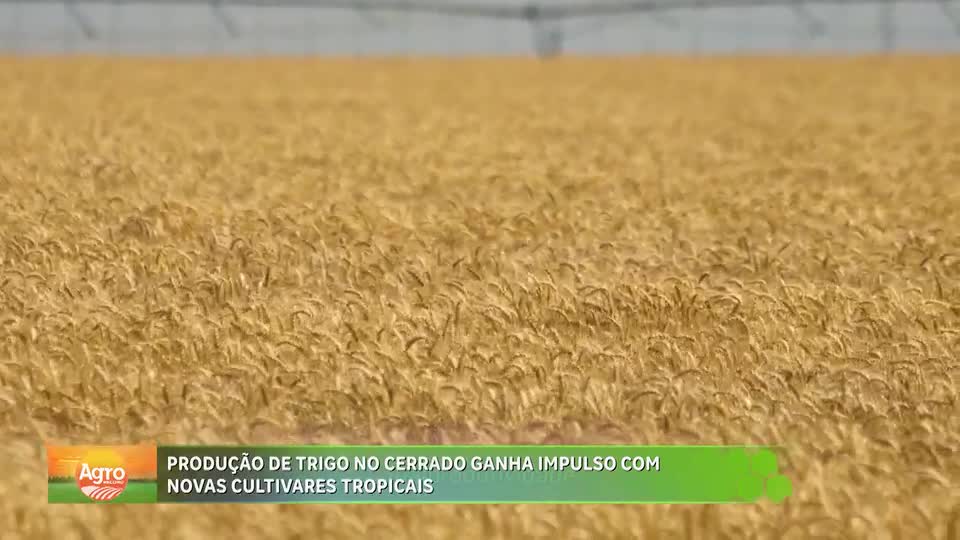 Embrapa lança novas cultivares de trigo para clima tropical