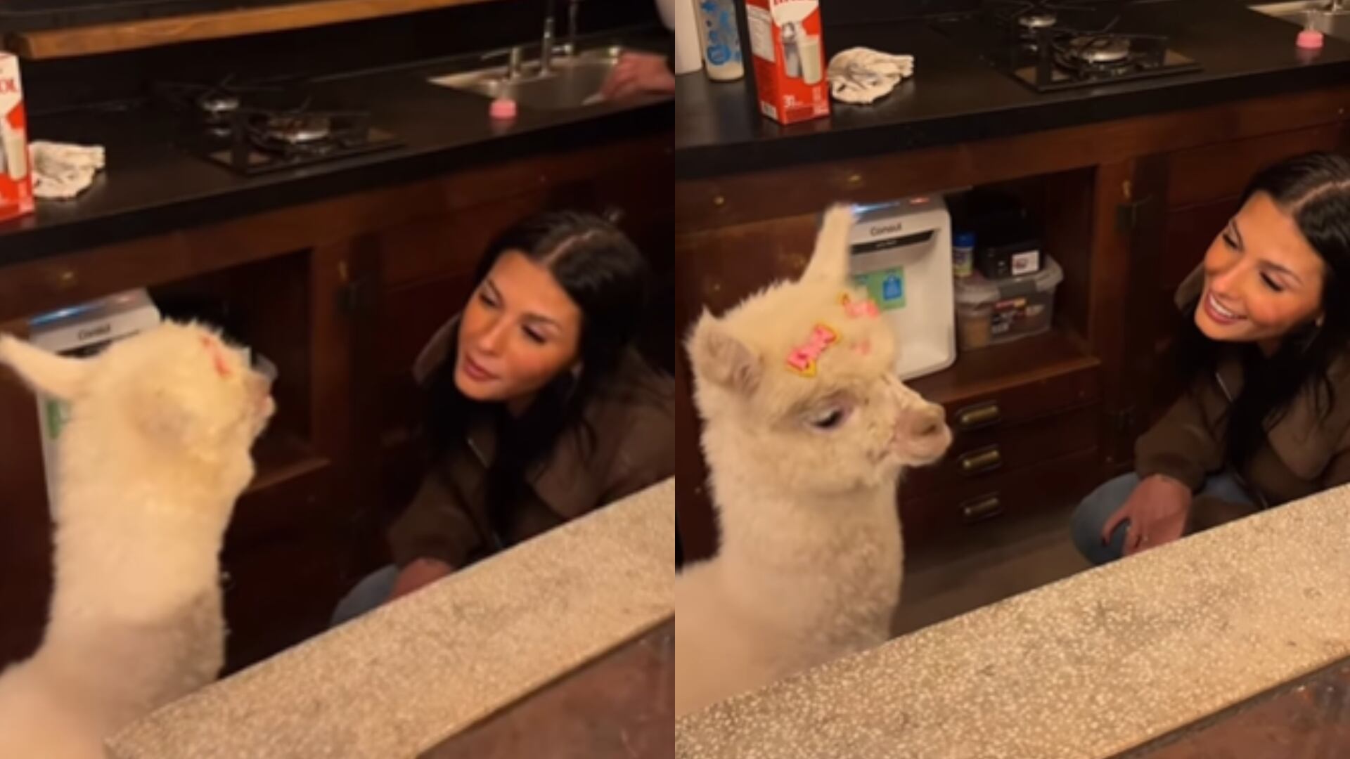 Haja boiadeira para tanta alpaca! Ana Castela apresenta novo pet de luxo na web