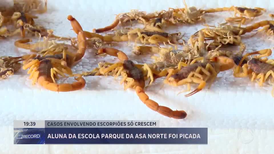 Aluna de escola parque da Asa Norte (DF) é picada por escorpião