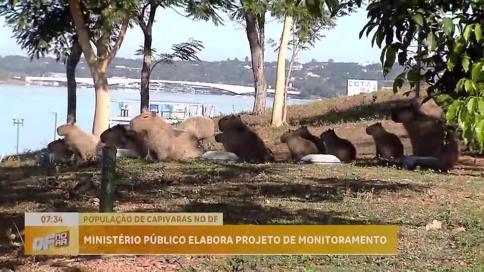Ministério Público divulga estudos sobre capivaras e segurança no Lago Paranoá, em Brasília