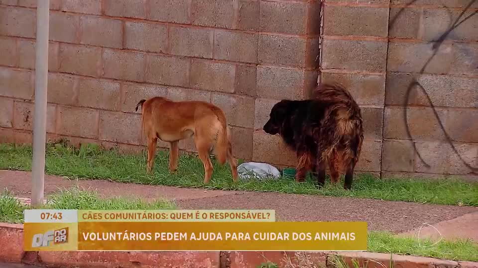 Saiba quem são responsáveis pelos cães comunitários