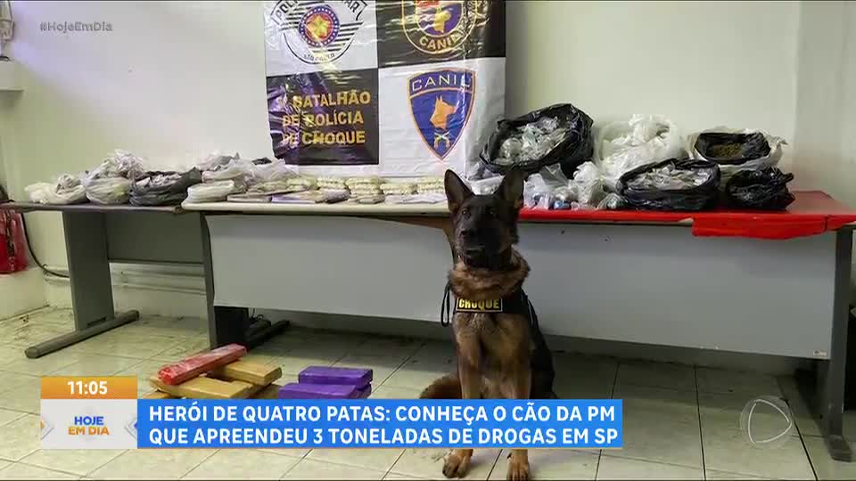 Cão farejador se aposenta após sete anos dedicados ao combate ao tráfico de drogas com a PM de SP