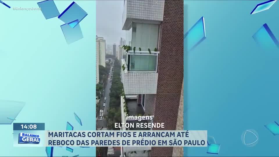Maritacas invadem prédios em São Paulo e despertam curiosidade em moradores da zona leste