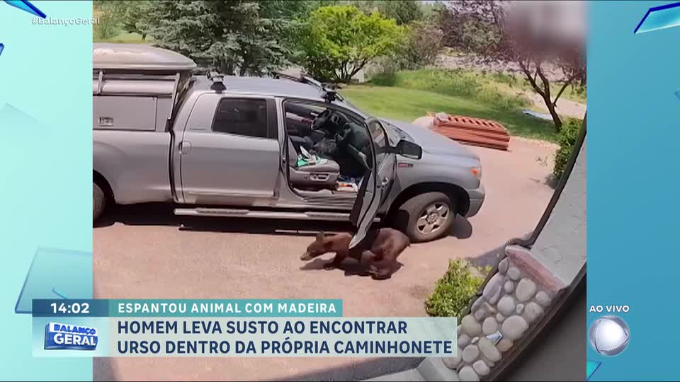 Zé Colmeia guloso: urso invade caminhonete em busca de comida no Colorado (EUA)