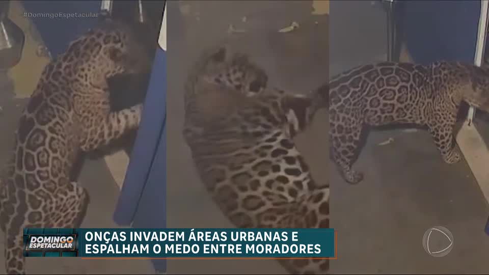 Aparições de onças em áreas urbanas acendem alerta sobre avanço das cidades