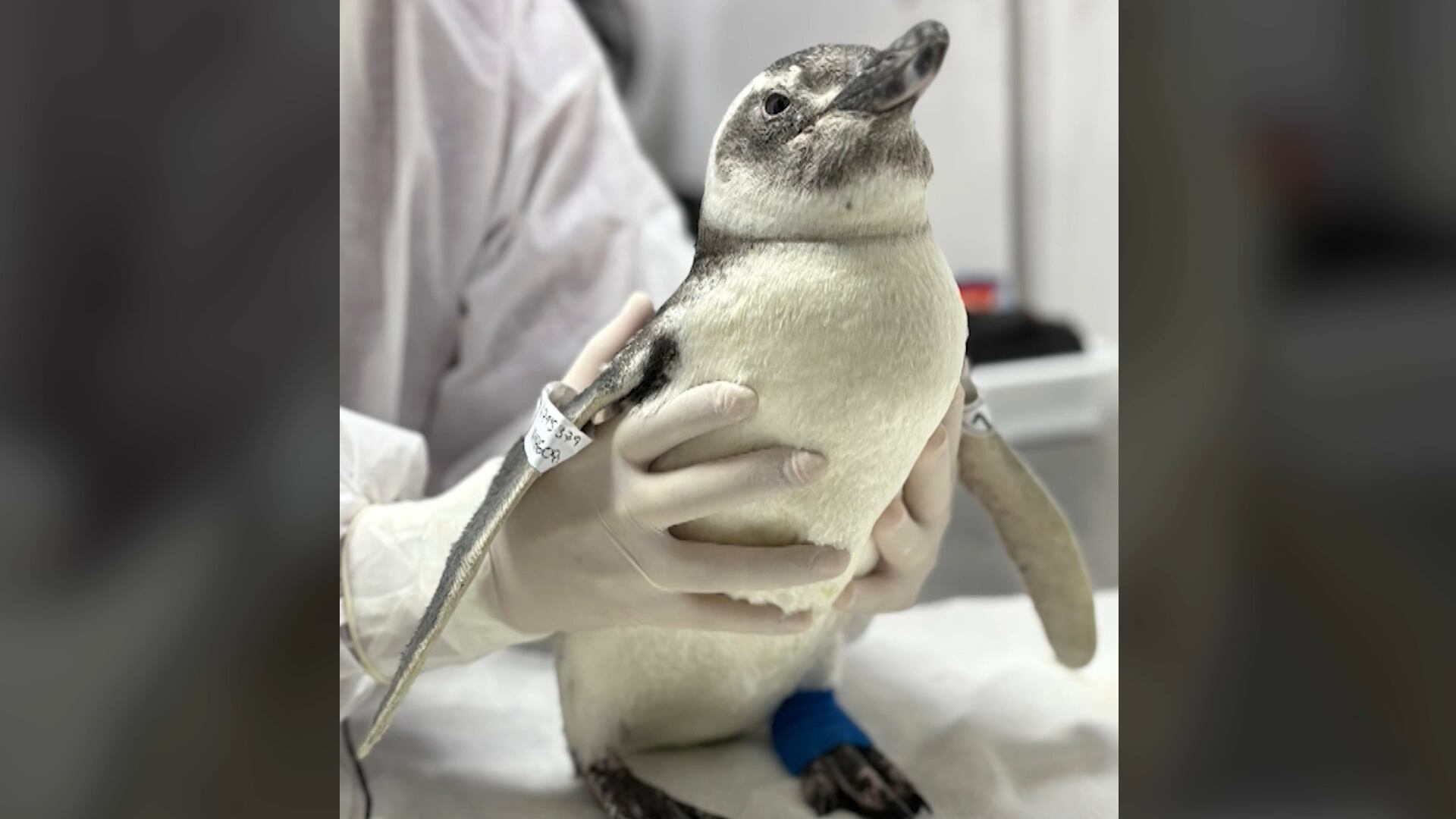 Pinguins-de-magalhães enfrentam jornada exaustiva pela costa brasileira; grande parte não sobrevive