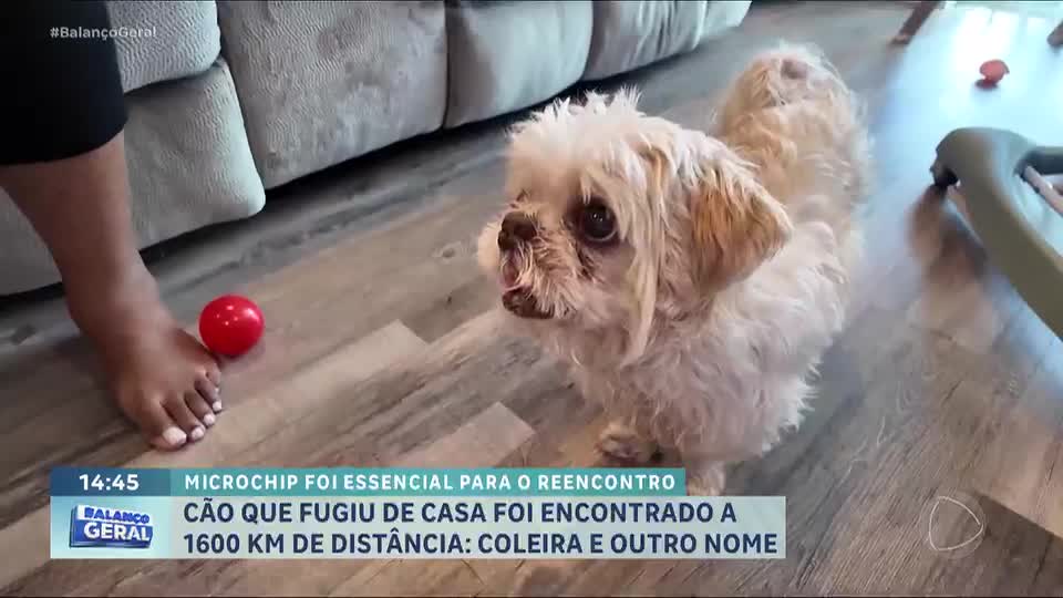 Atravessou o país: cachorro desaparecido é encontrado a 1600 km de distância