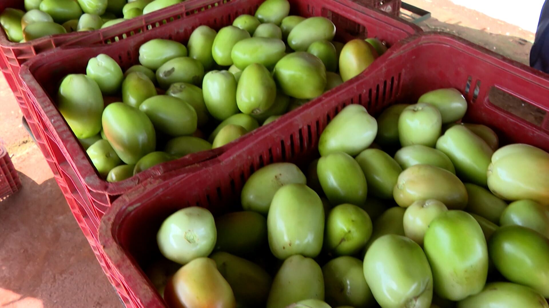 Valores do tomate variam de acordo com oferta