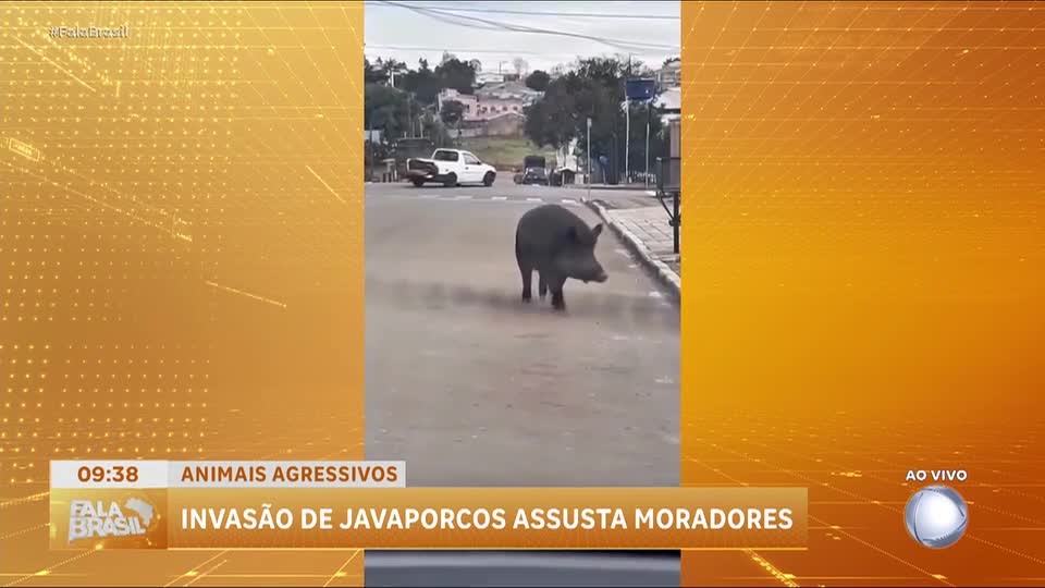 Invasão de javaporcos preocupa moradores de Soledade, no Rio Grande do Sul
