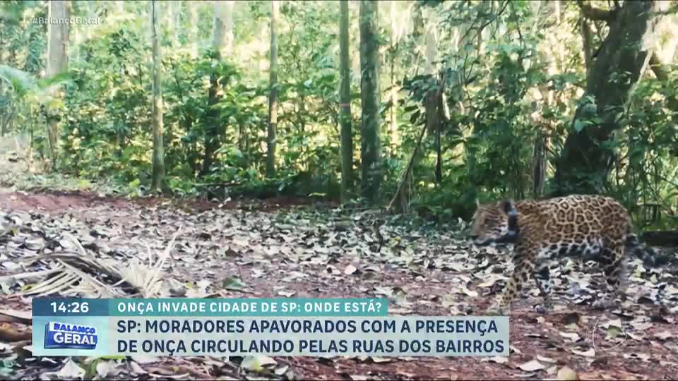 Onça está solta! Presença de felino assusta moradores de Jundiaí (SP)
