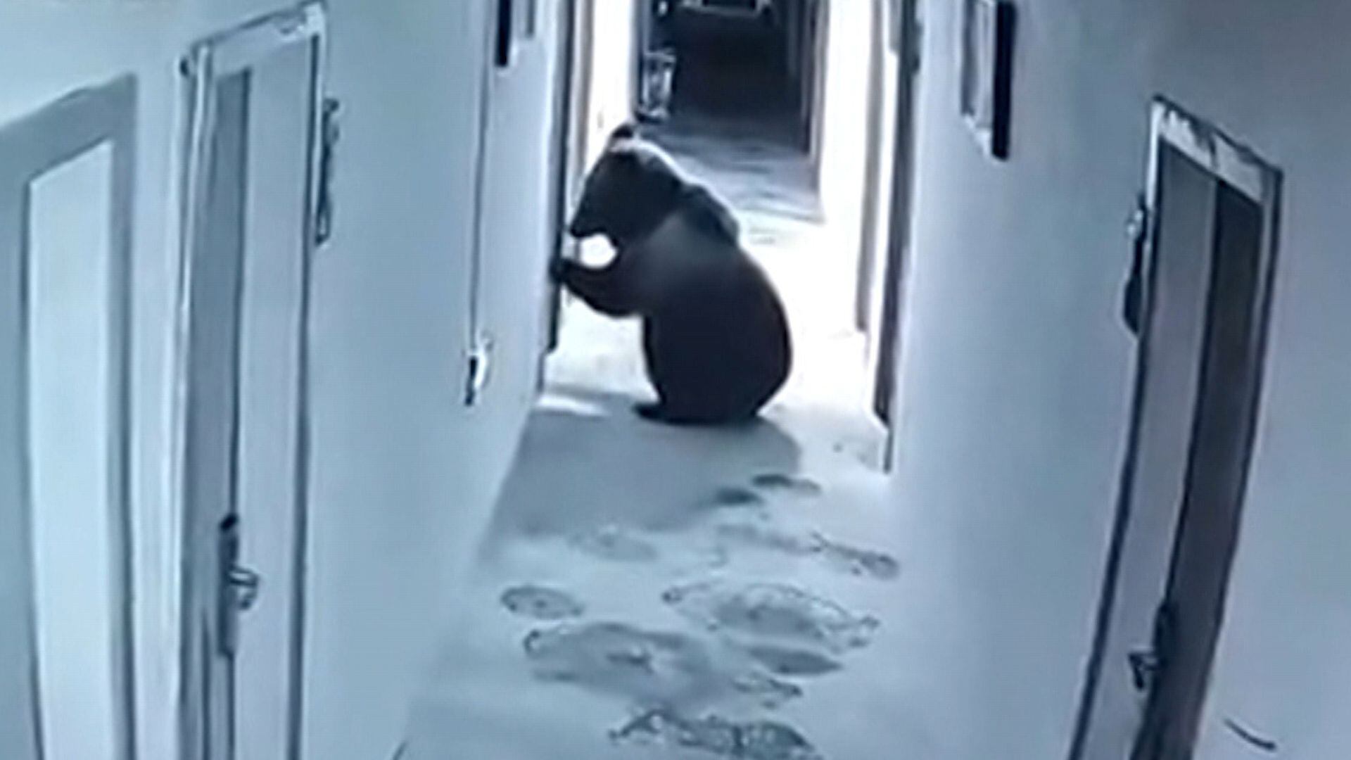 Urso invade hotel e assusta hóspede ao tentar abrir porta de quarto à força