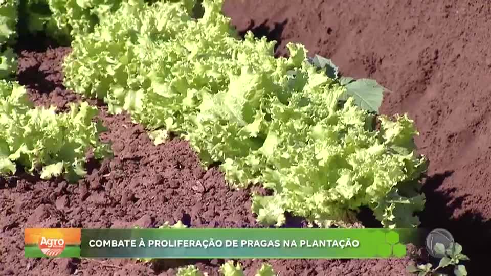 Pragas tiram o sono dos produtores rurais e causam prejuízo