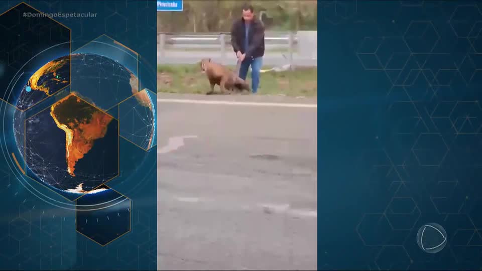 Você Viu Essa? Onça ferida é salva por motorista em rodovia de Piracicaba (SP)