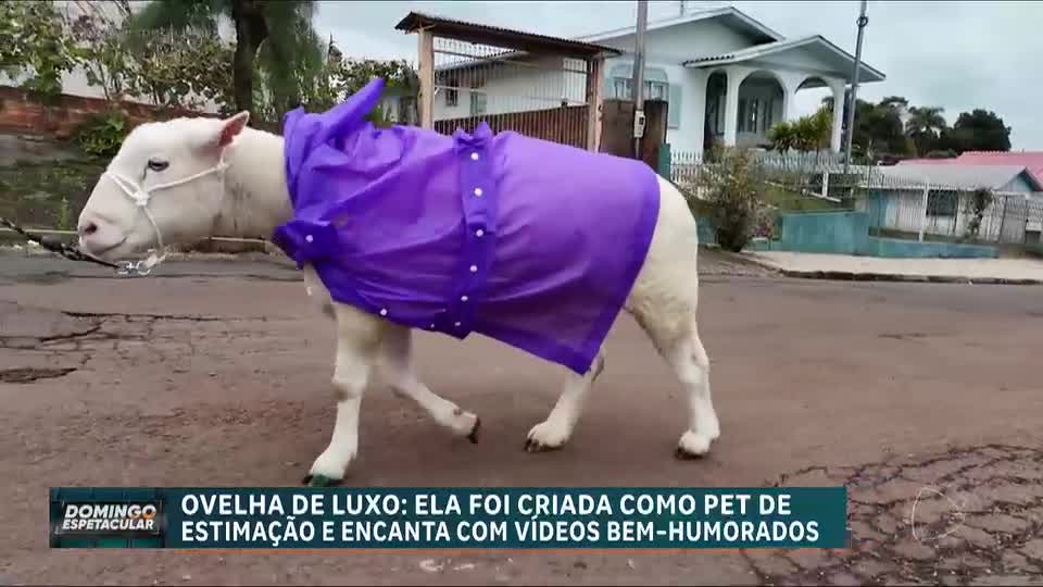Ovelha é criada como pet de estimação e conquista a web com vídeos divertidos