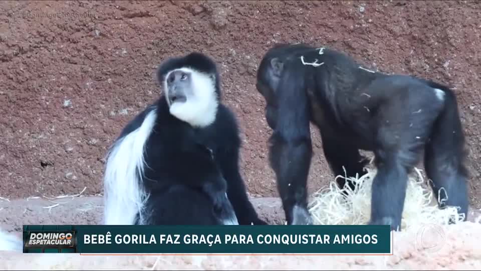 Você Viu Essa? Bebê gorila tenta conquistar outros macacos e diverte visitantes