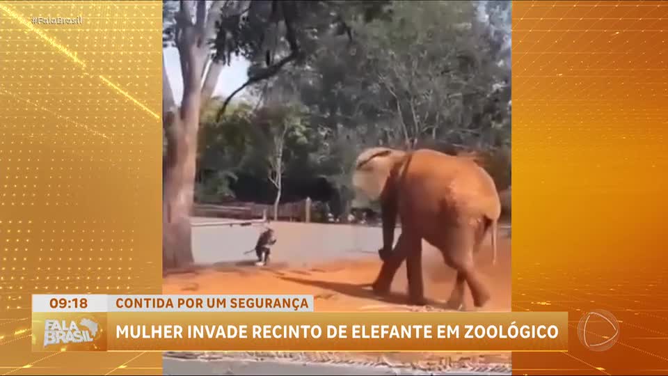 Mulher invade recinto de elefante no zoológico de Brasília (DF)