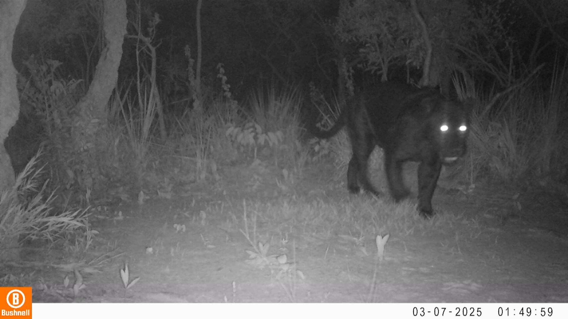 Onça-preta é registrada pela primeira vez no Cerrado; veja imagens