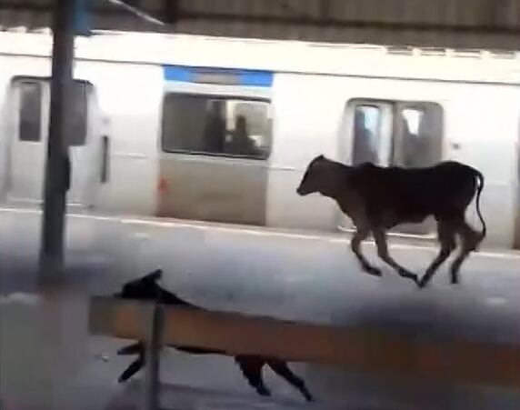 VÍDEO: bezerro invade estação e embarca em trem de Japeri (RJ)