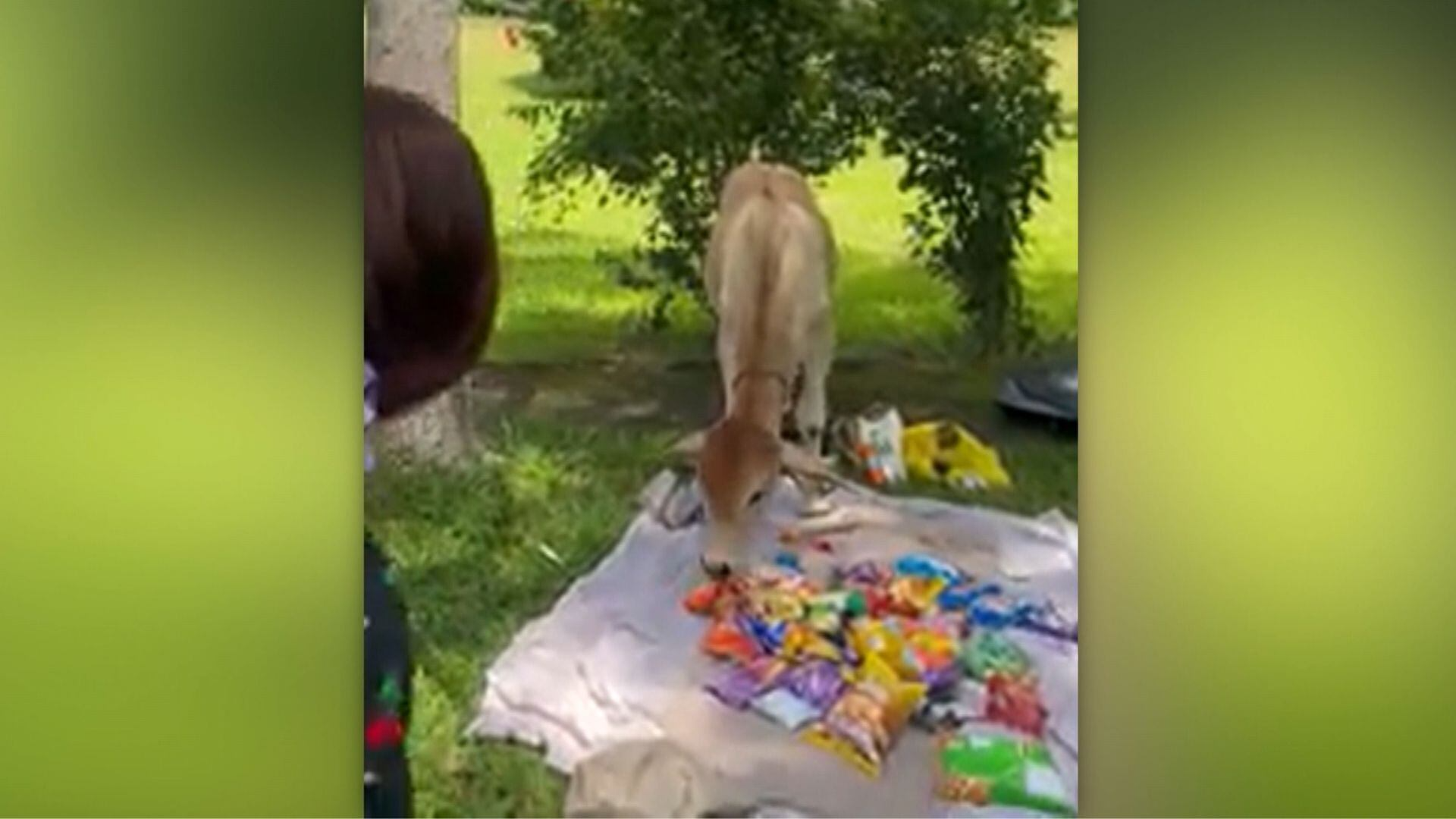 Vaca tenta fazer ‘boquinha’ em piquenique sem ser convidada; veja vídeo