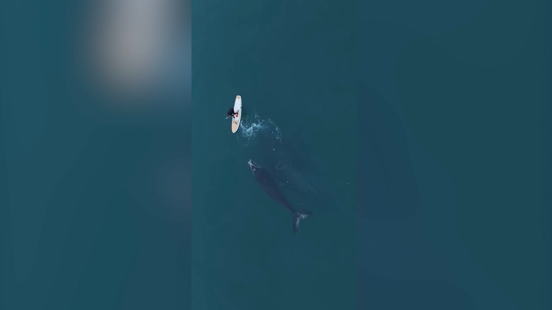 Homem que soltou baleia presa em rede de pesca cometeu crime ambiental? Especialista esclarece