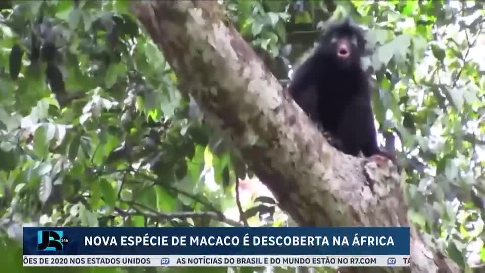 Pesquisadores descobrem nova espécie de macaco no continente africano