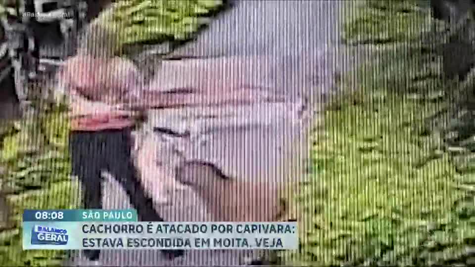 Cachorro é atacado por capivara durante passeio em Campinas, interior de São Paulo