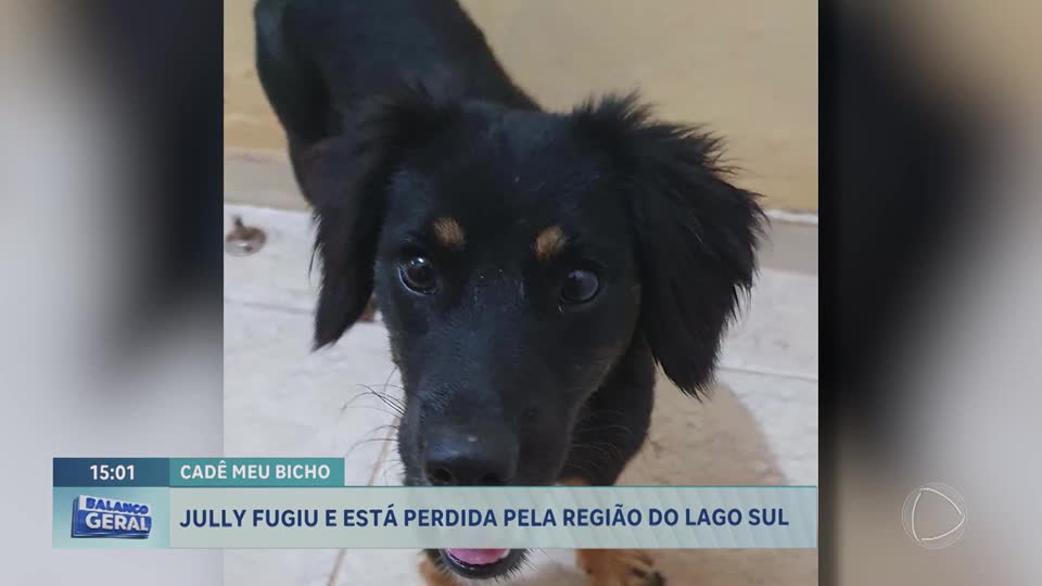 Família procura por Jully, cachorrinha desaparecida no Lago Sul (DF)