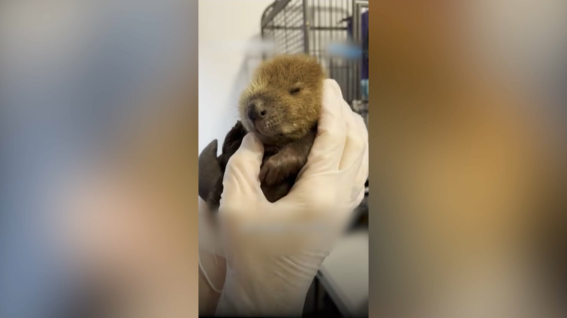 Que fofo! Mulher adota castor e pede demissão do emprego para se dedicar ao resgate de animais