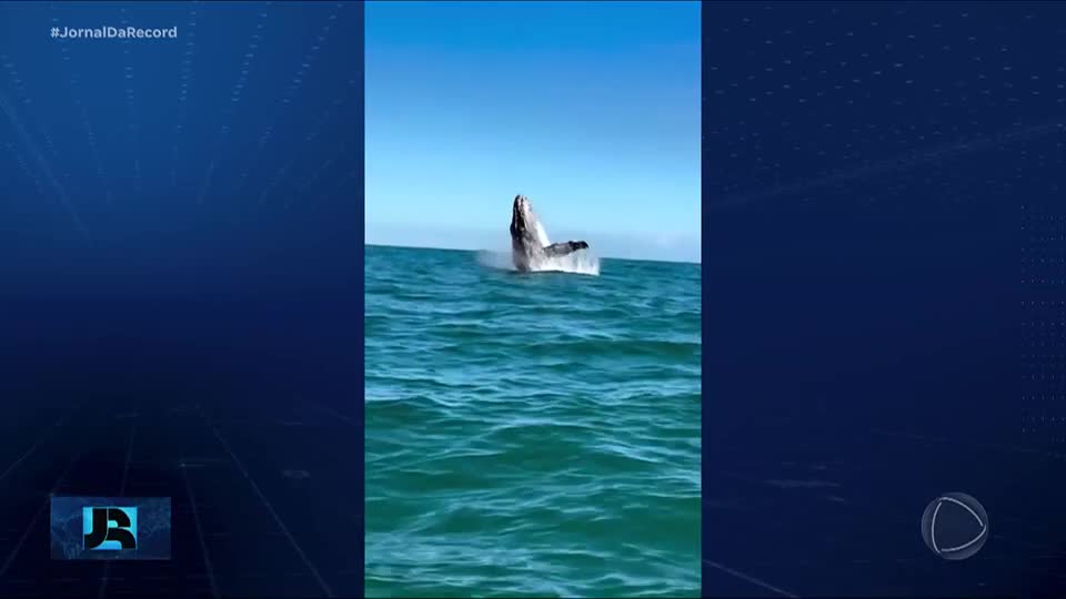 Baleias jubarte dão show de beleza ao aparecerem na costa do RJ