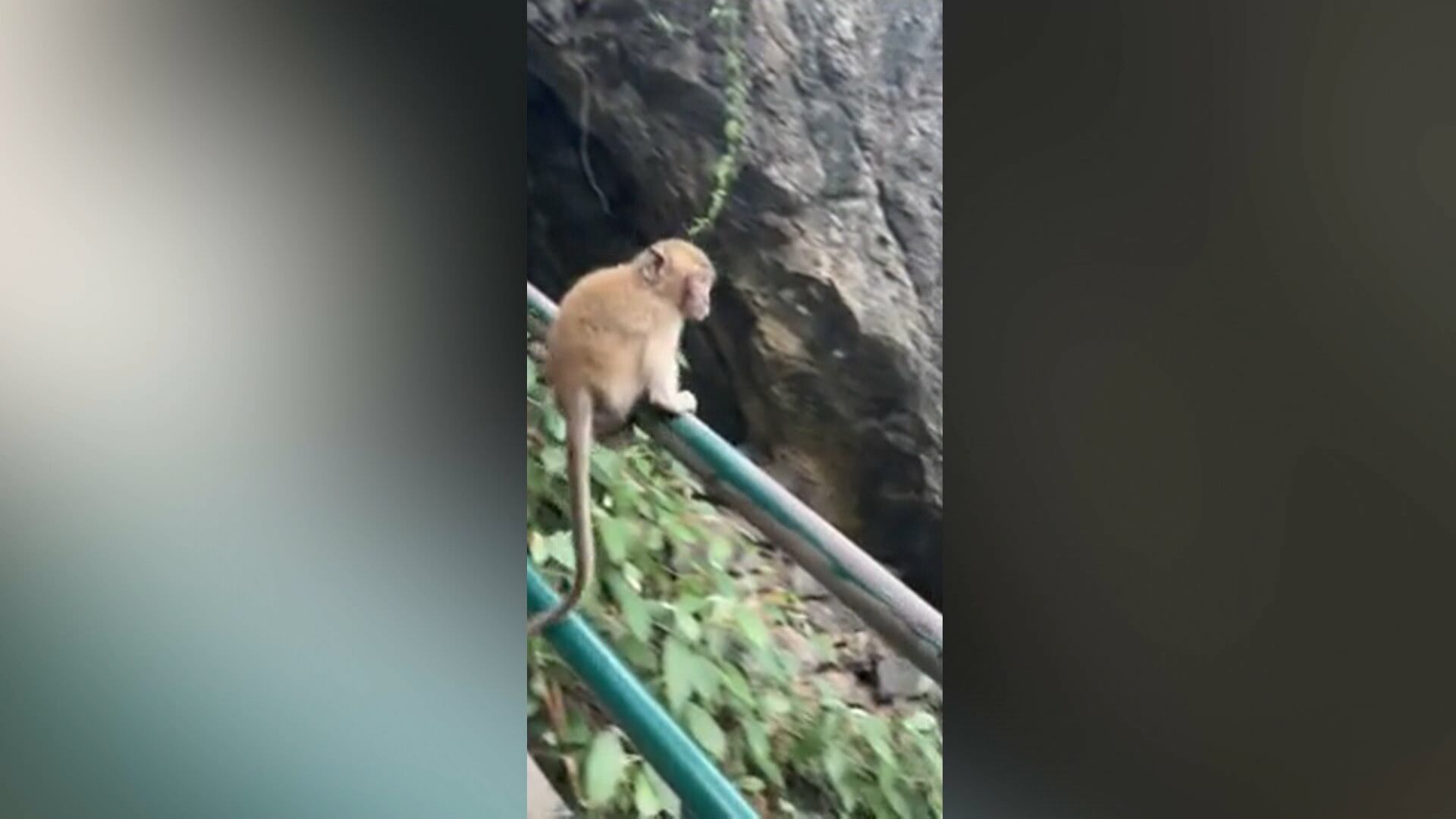 Macacos transformam escadaria em parque de diversões na Tailândia