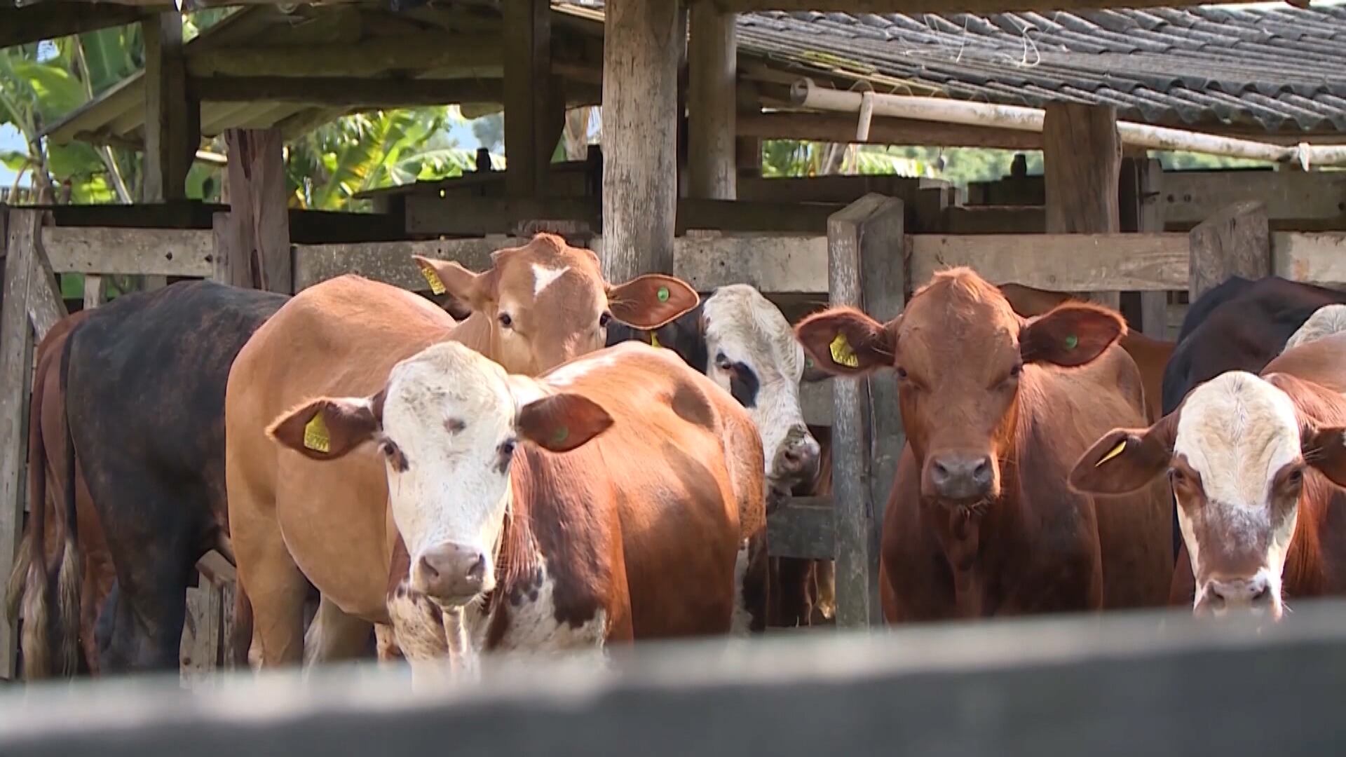 Exportações de carne bovina do Brasil batem recorde no 1º semestre de 2026