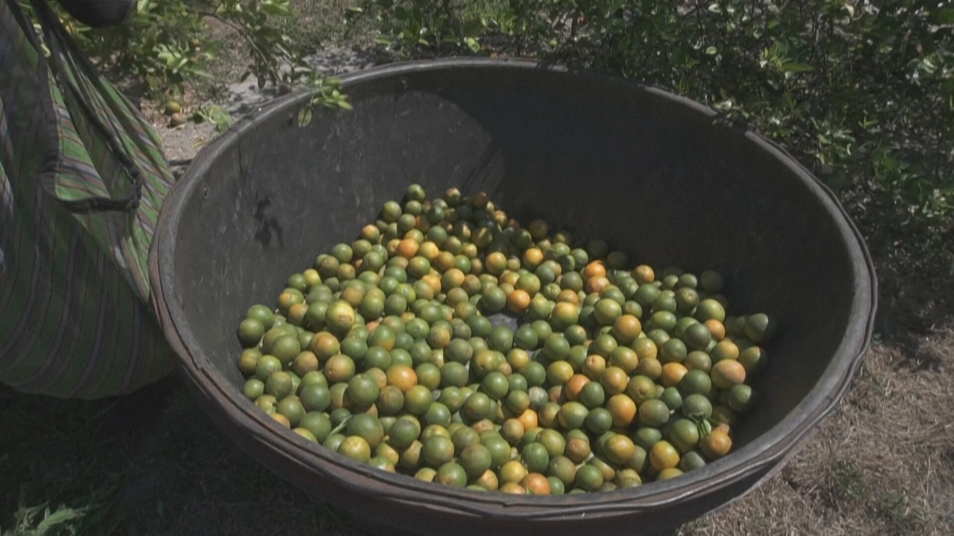 Maior oferta pressiona preços da laranja de mesa