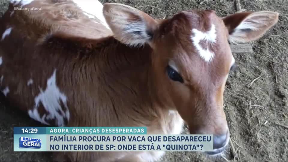 Família busca por vaca de estimação desaparecida em área rural de SP