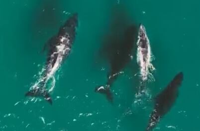 Drone registra quatro baleias-jubarte nadando nas águas de Arraial do Cabo (RJ)