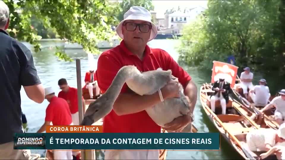 Aconteceu no Mundo: Contagem anual de cisnes no Rio Tâmisa começa no Reino Unido