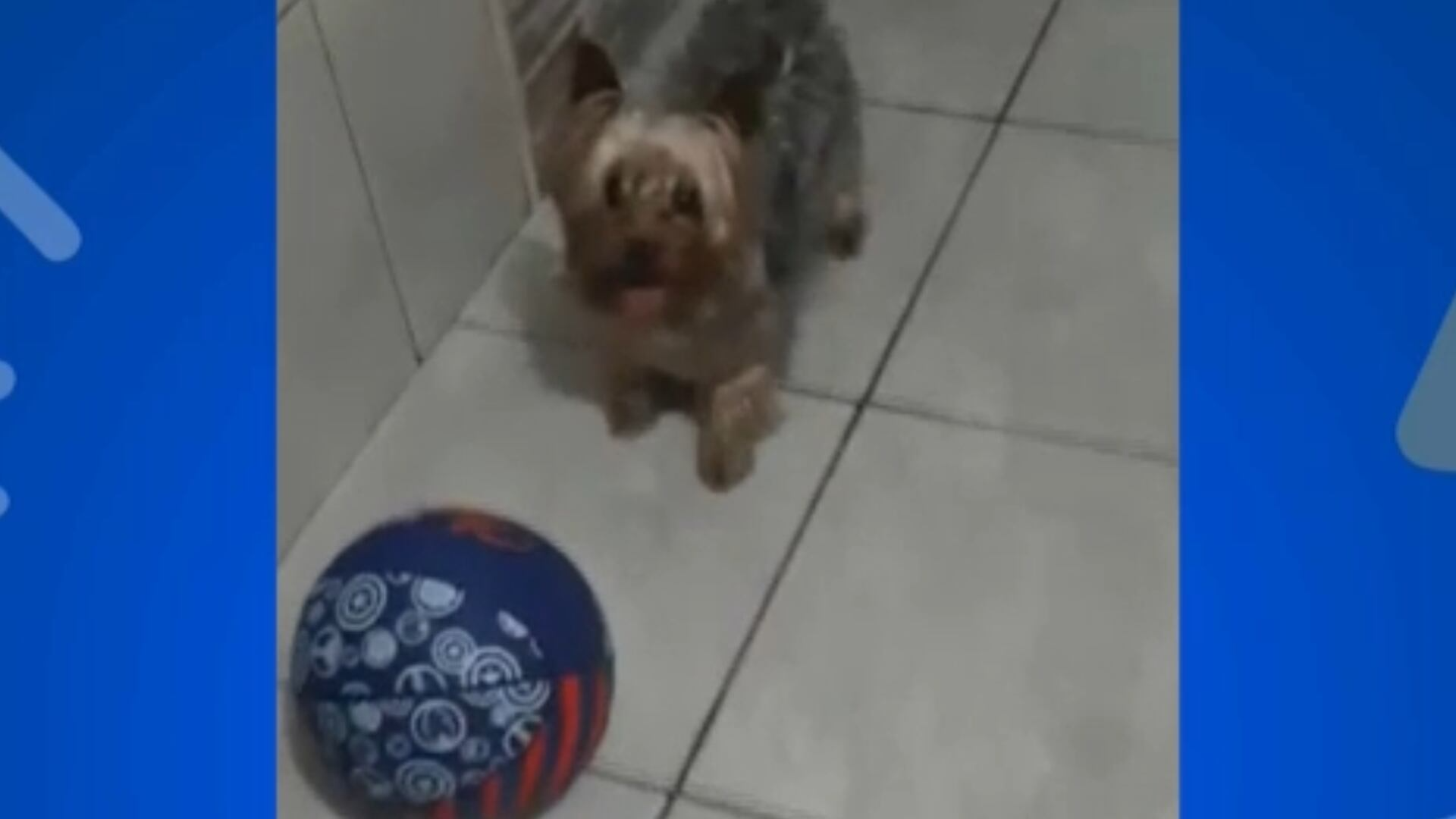 Cachorrinho Elvis treina firme em busca de vaga na seleção